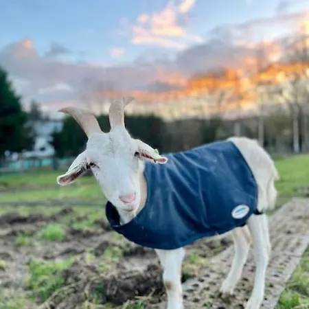 Roulotte En Bois Confort Alpehytte