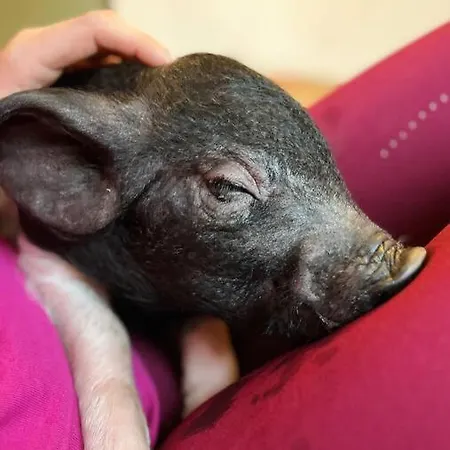 Alpehytte Roulotte En Bois Confort