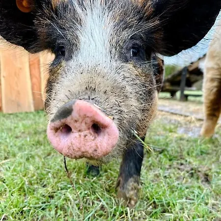 Roulotte En Bois Confort Alpehytte